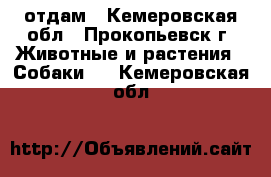 отдам - Кемеровская обл., Прокопьевск г. Животные и растения » Собаки   . Кемеровская обл.